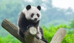 娱乐吃瓜大熊猫视频下载,萌态可掬萌翻网友